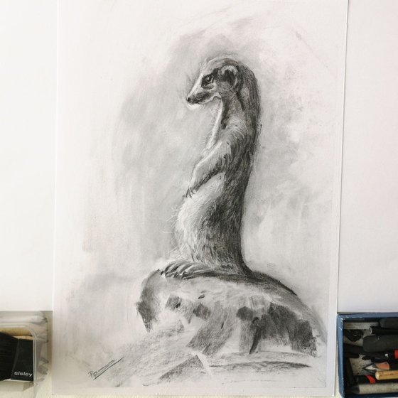 Suricate drawing