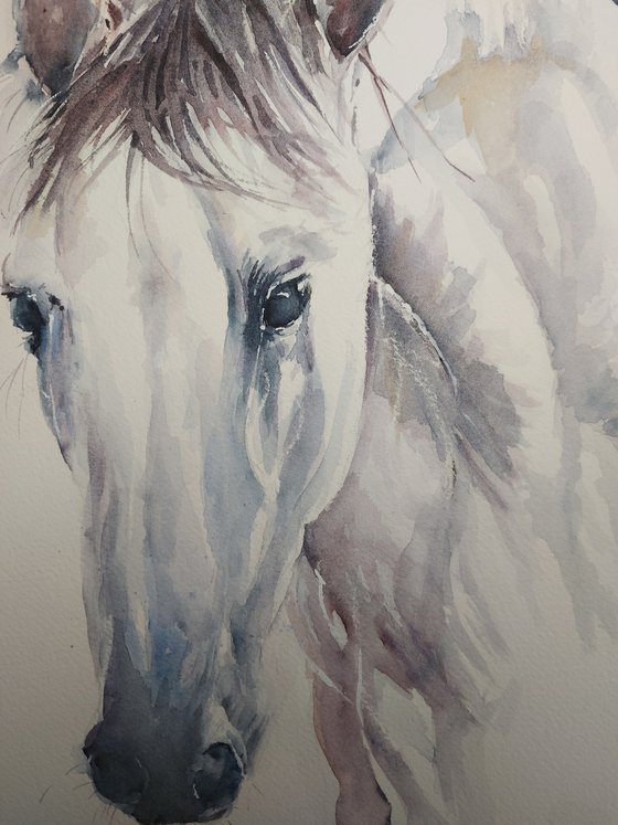 White horse Watercolour by Sue Green | Artfinder