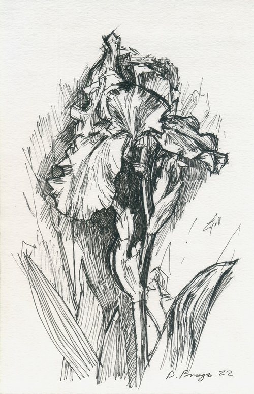 Iris (sketch, plein air) by Dima Braga
