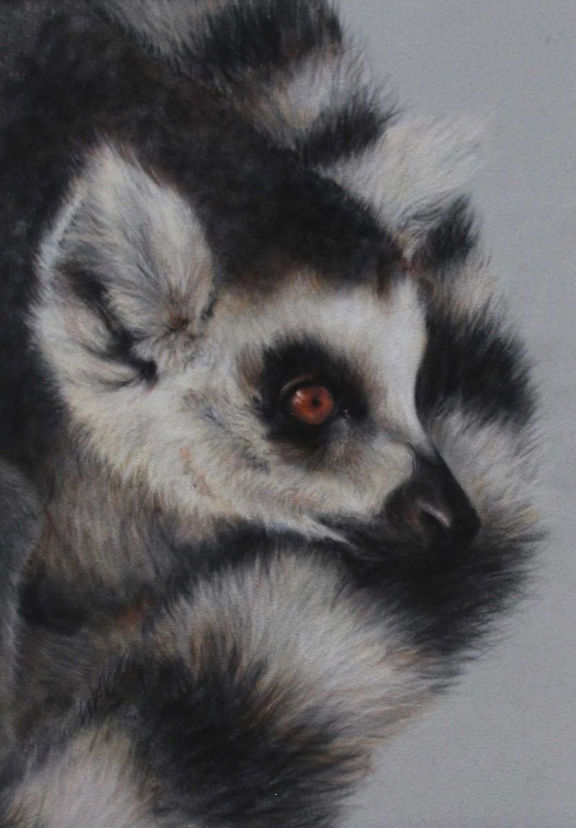 Ring Tailed Lemur by Lauren Bissell