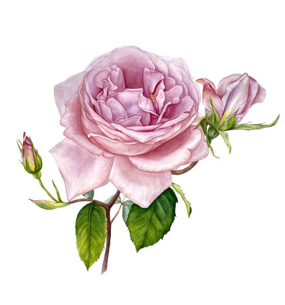 Pink Royal Rose