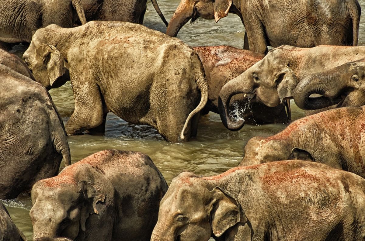 Photorealistic Animal Photograph By Marc Ehrenbold, 40 X 30", Thirsty Work #2, Original Artwork