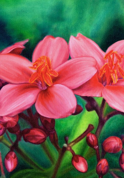 Pink (Peregrina Fire Hedge, jatropha integerrima, realistic flower) by Marlene Llanes