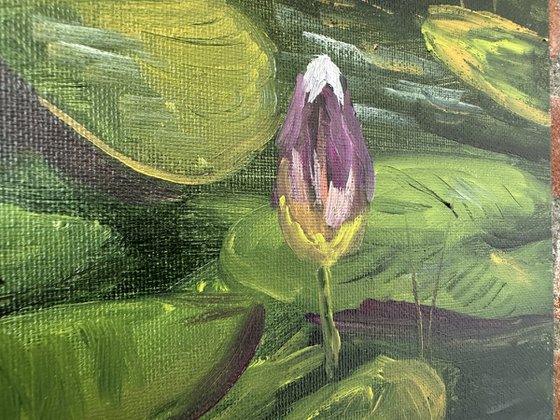 Water Lily Buds