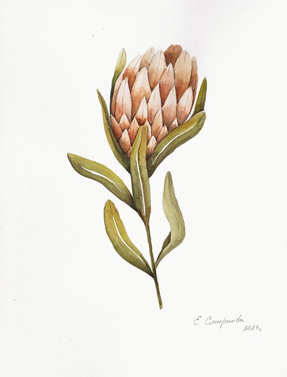 Protea Flower