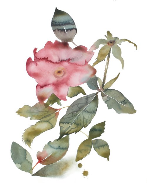 Rose Study No. 88 by Elizabeth Becker