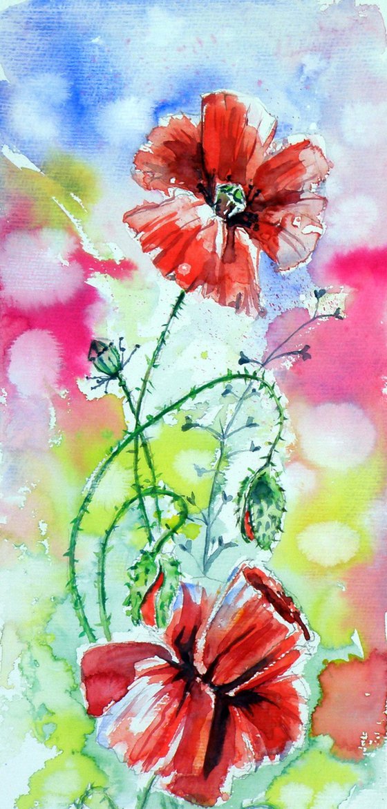 Poppies of summer V