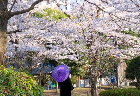 Sakura Umbrella