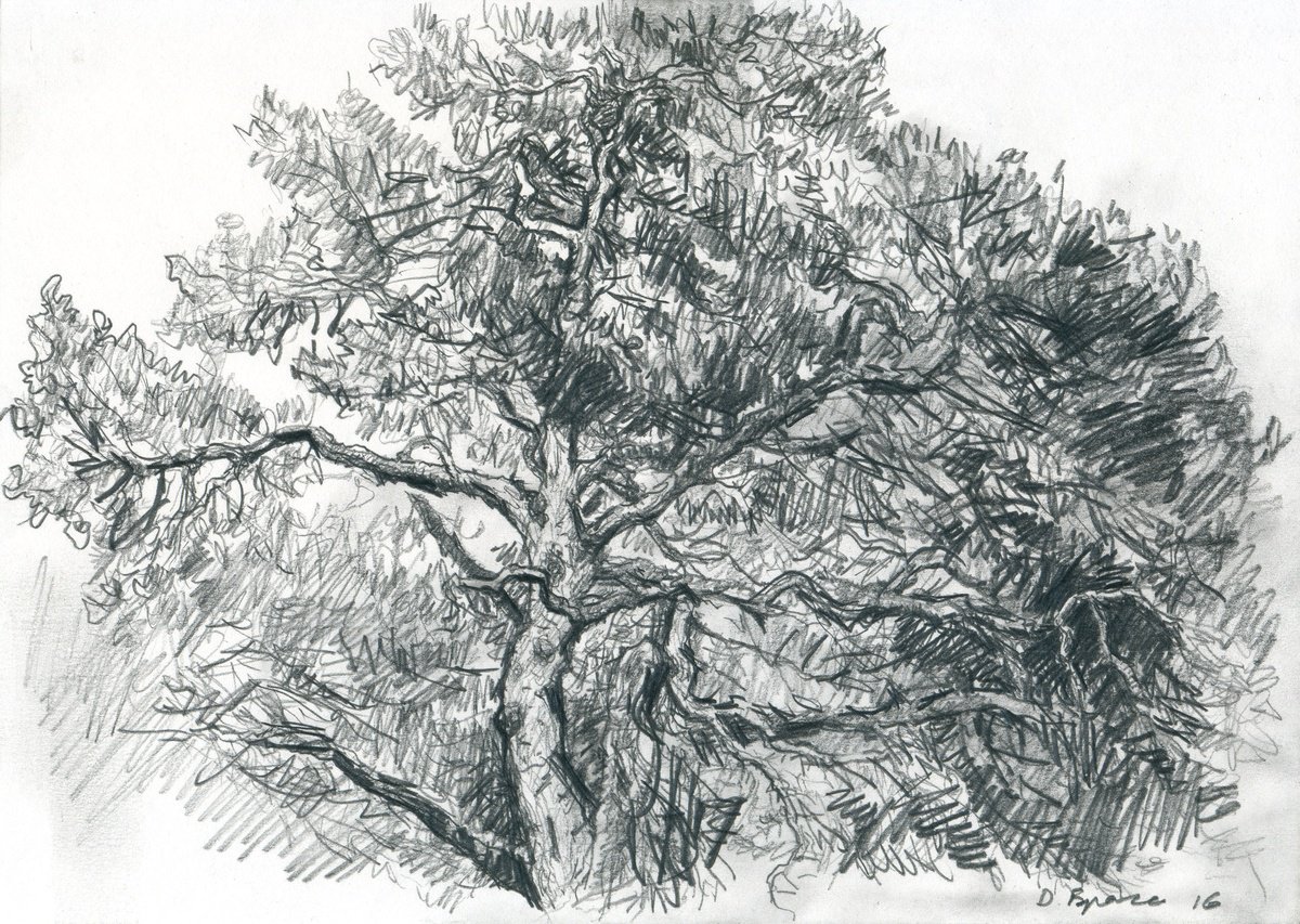 Photorealistic Landscape Pencil Drawing By Dima Braga, 12 X 8, An Old Pinetree, Original Artwork