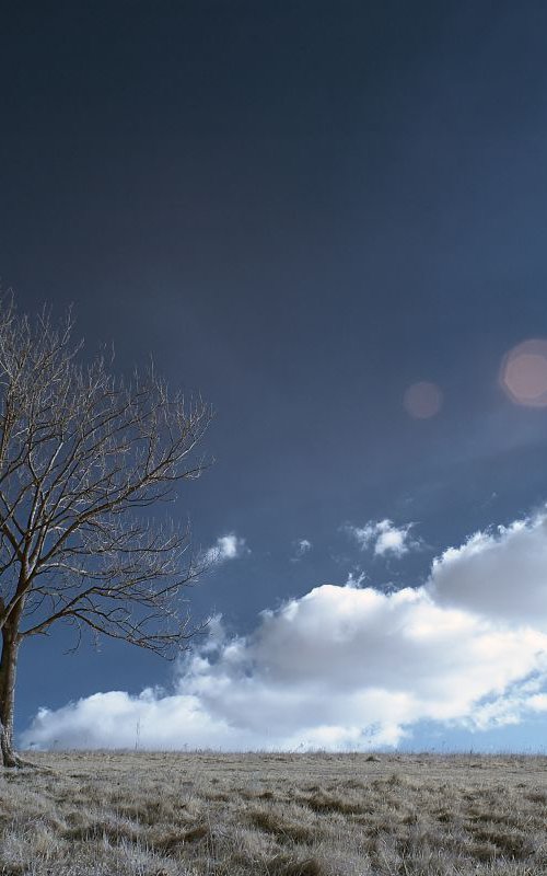 Cissbury Ring Tree #1 by Ed Watts