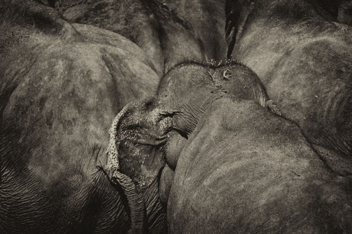 Impressionistic Animal Photograph By Marc Ehrenbold, 40 X 30", Part Of The Herd, Original Artwork