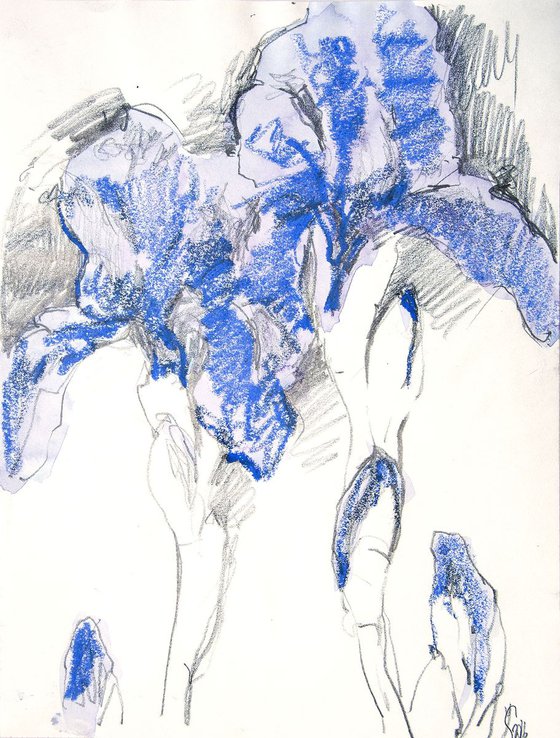 Blue Irises #2 sketch