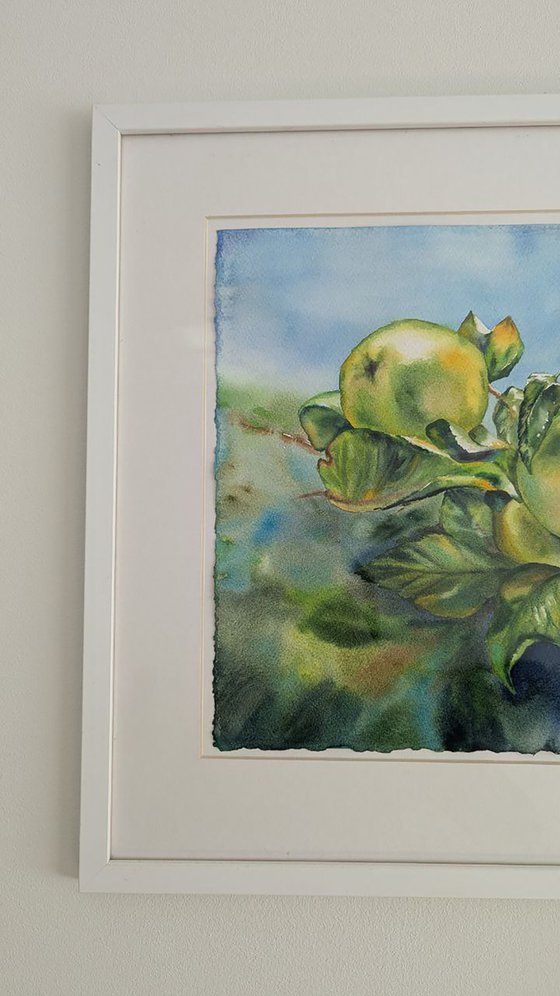 Green apples on the branch