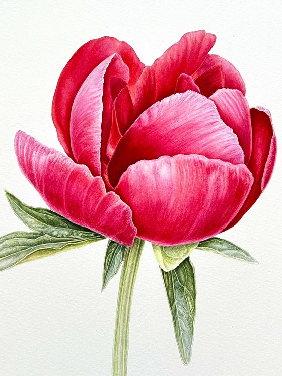 Crimson peony