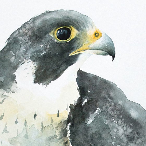 Falco peregrinus (Peregrine Falcon)