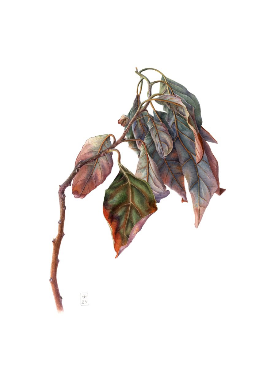 Photorealistic Botanical Watercolour By Yuliia Moiseieva, 11 X 15", Dry Melancholy, Original Artwork