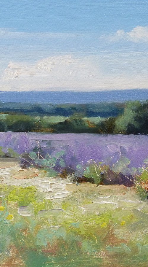 Lavender at Taulignan by Pascal Giroud