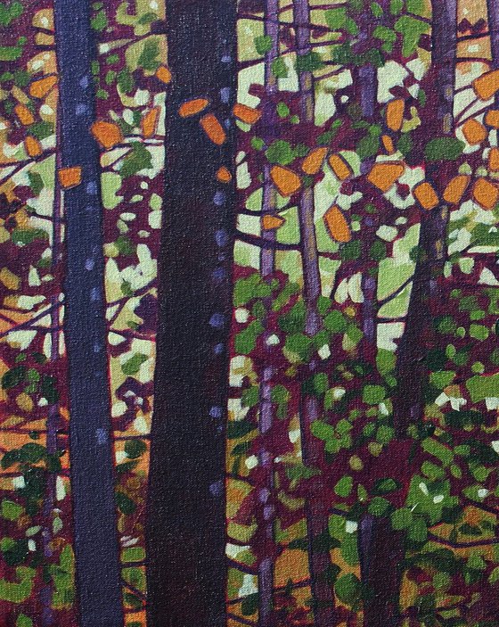 Light Through the Woods