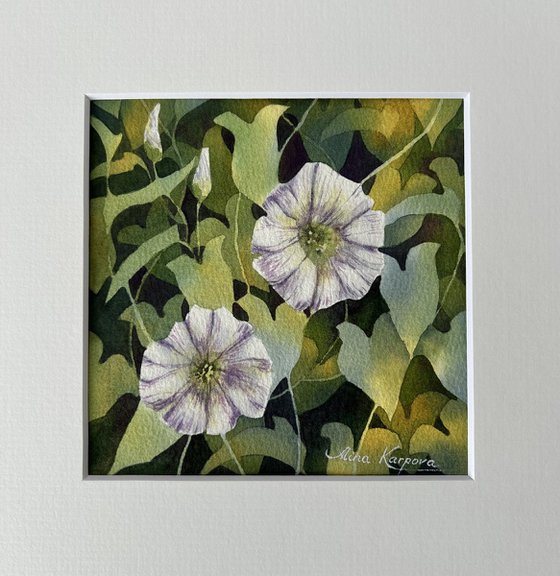 Morning glory miniature