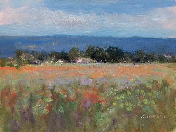 Poppy Field
