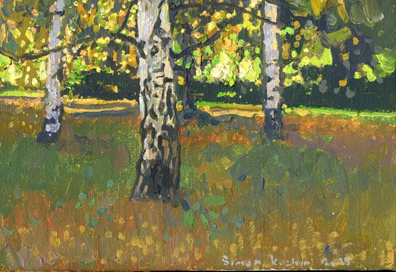 Birch trees at sunset in September
