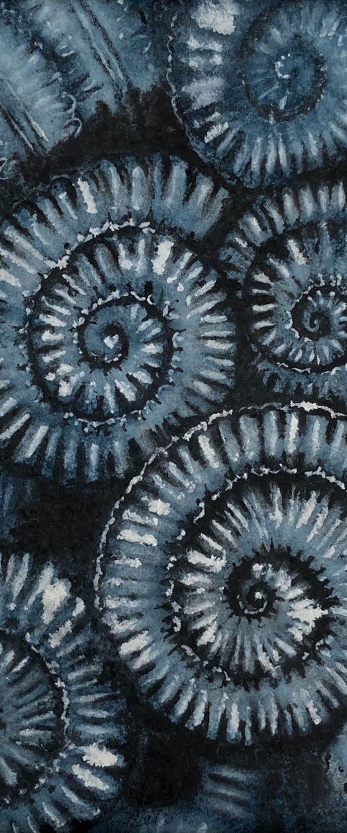 Ammonites II by Ruth Archer