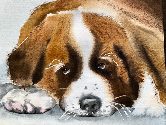 St. Bernard dog. Original watercolor artwork.