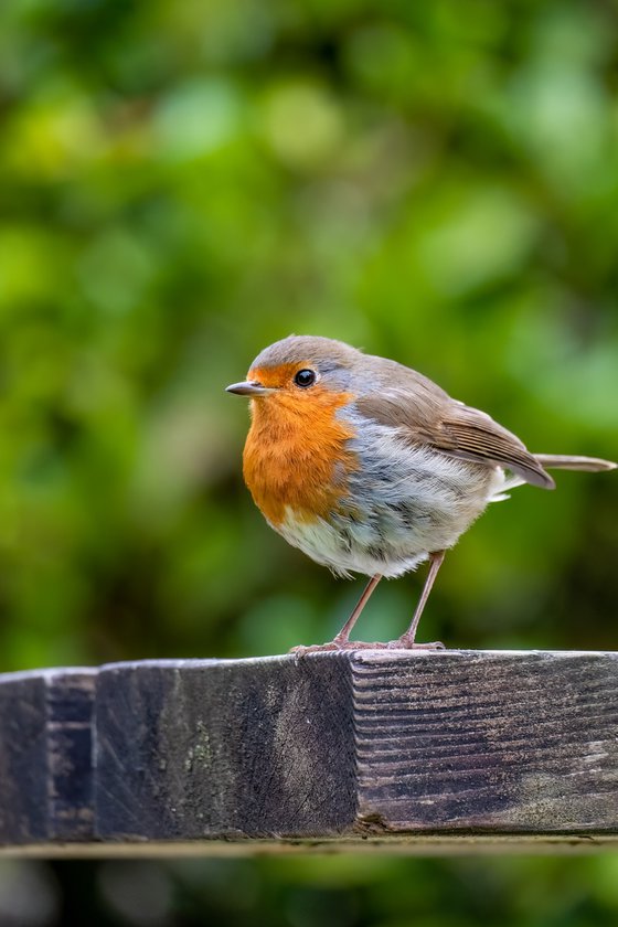 Robin on a bench