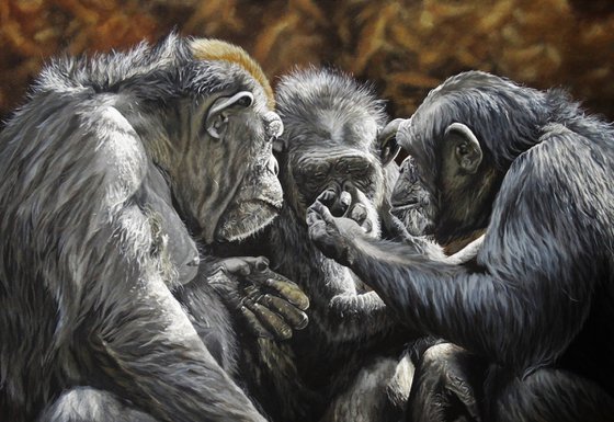 Chimpanzee Altruism