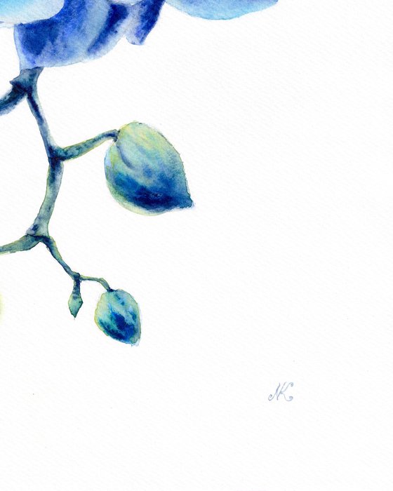 Blue orchids