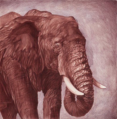 Elephant by Daria Maier