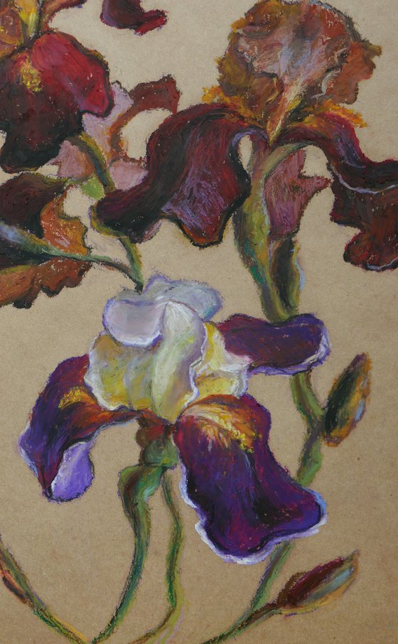 Irises - iris flowers #2