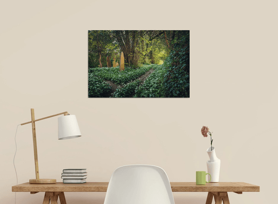 Churchyard Wild Garlic Path