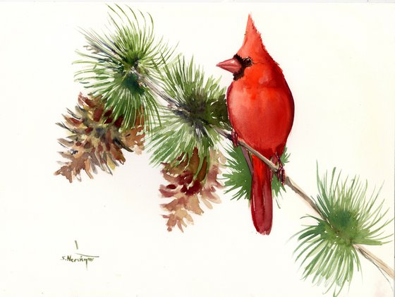 Cardinal Bird on Pine Tree