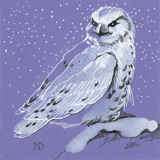 White owl bird