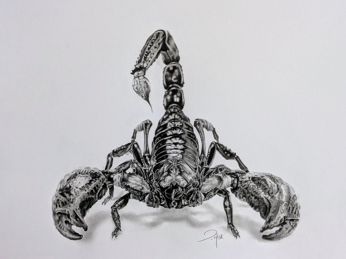Scorpion by Joanne Hill