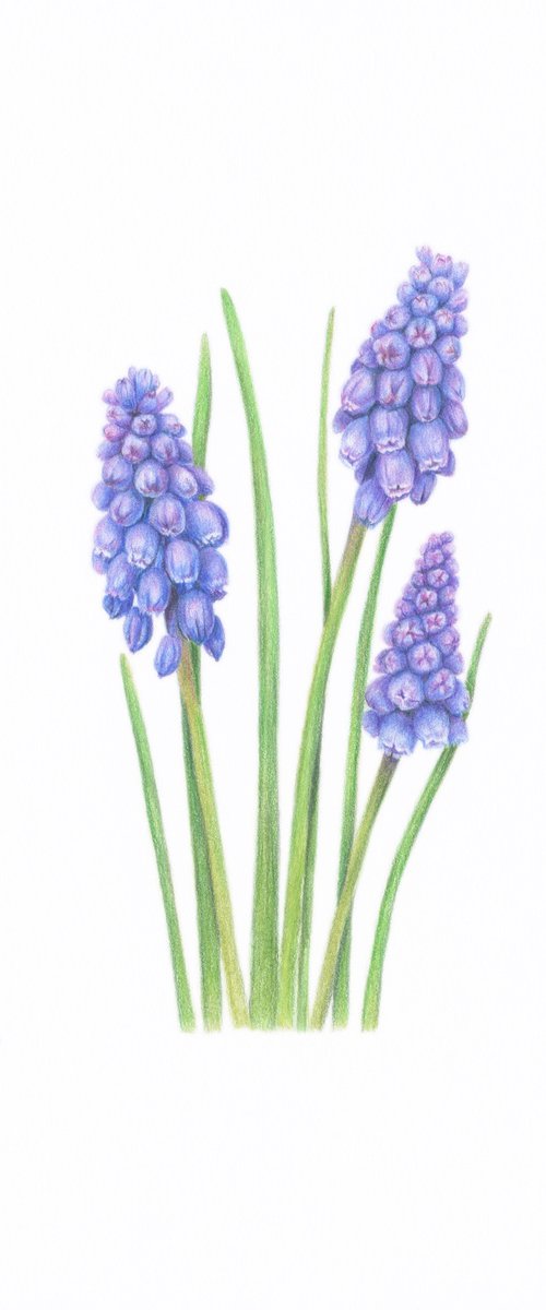 Muscari flowers by Alona Hrinchuk