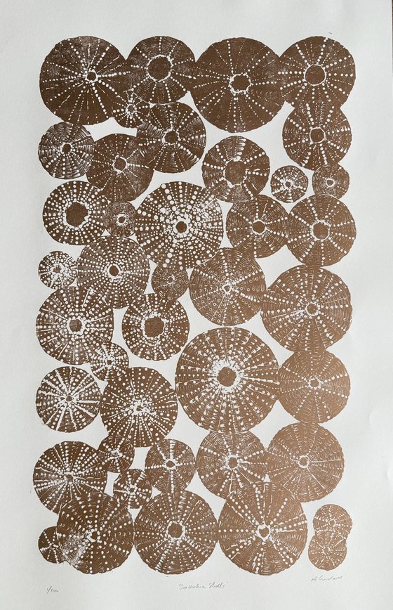 Sea Urchin Shells