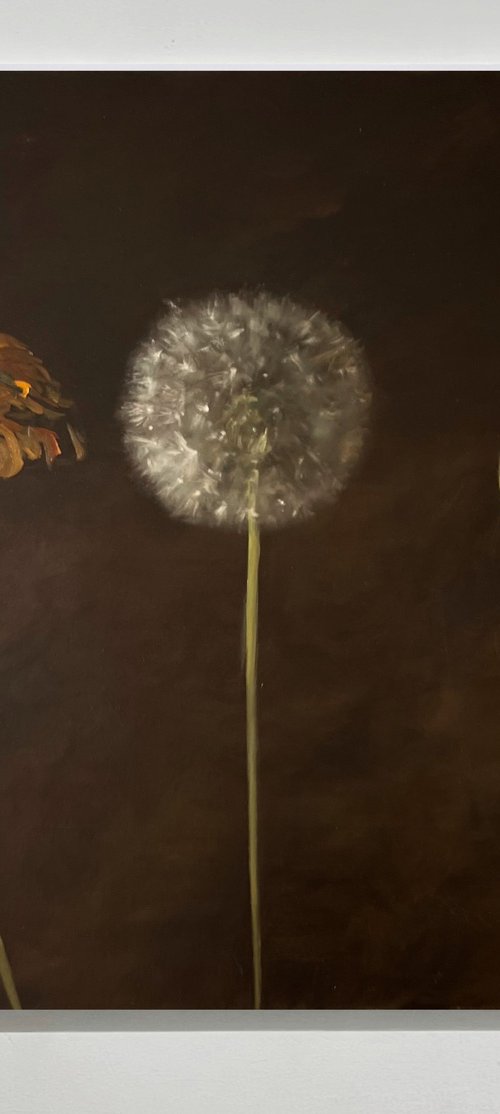 Dandelions by Rosi Roys