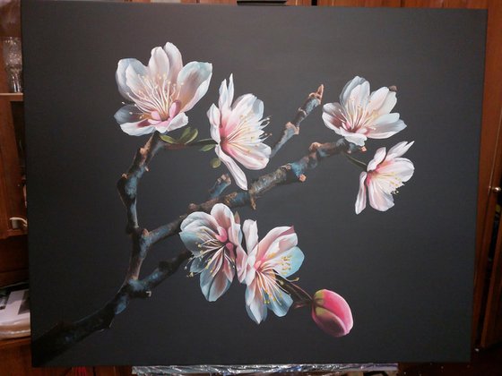 Cherry blossoms on a black background