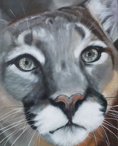 'Puma Portrait' by Nicola Colbran