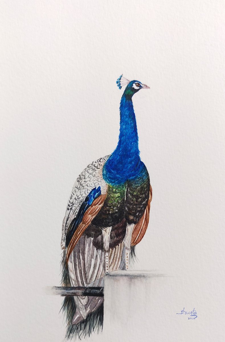 Peacock Painting by Shweta Mahajan