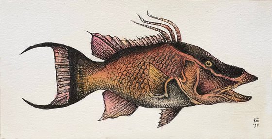 Hogfish