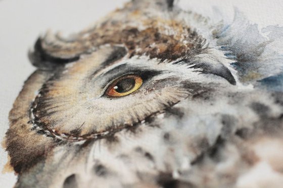 Long-eared Owl, wildlife, birds watercolours