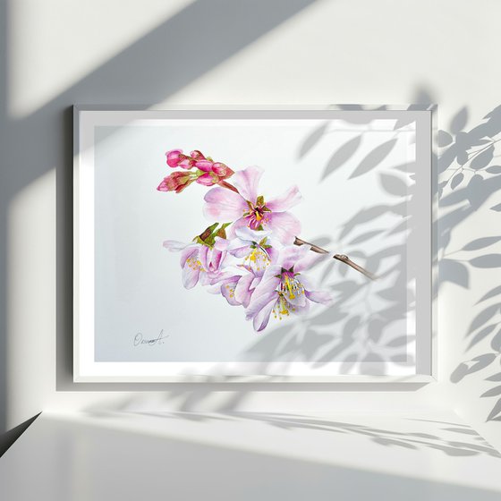 Cherry Blossom