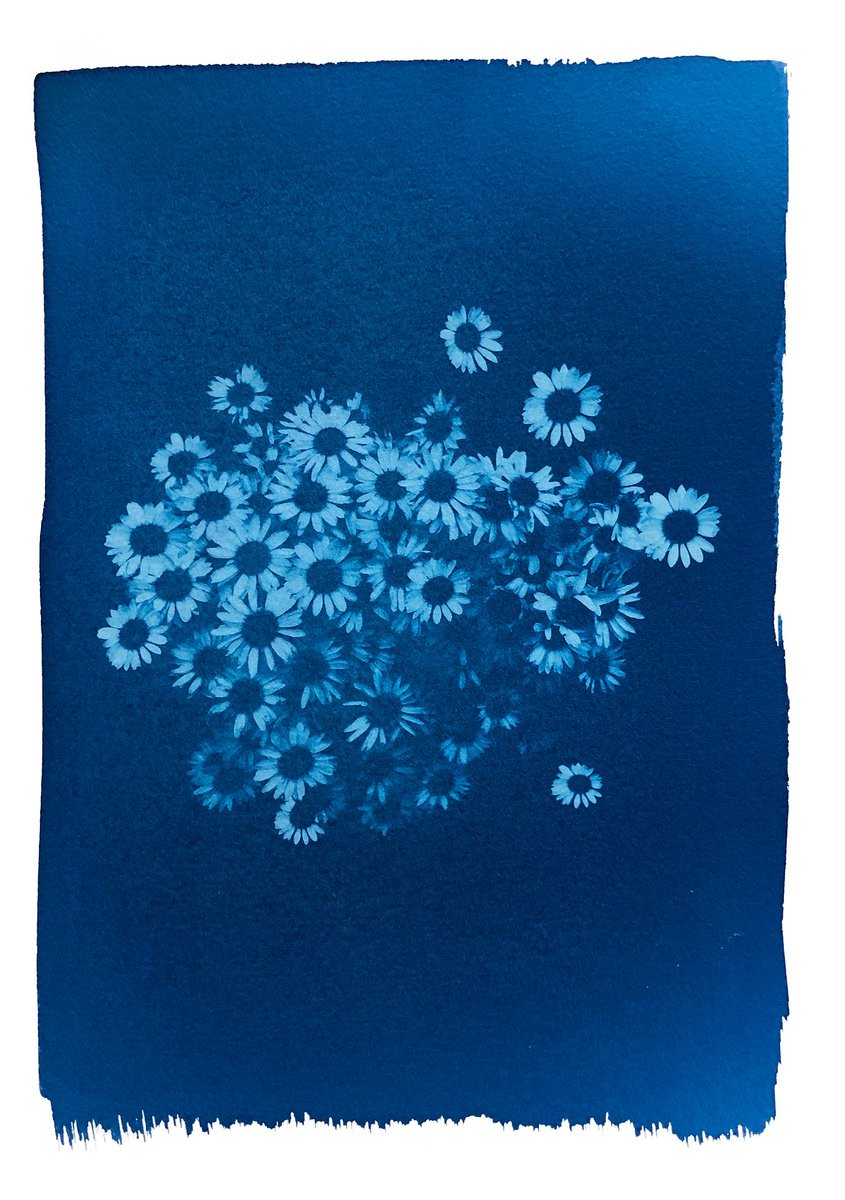 Organic Botanical Giclee Print By Ellie Dunlop, 8 X 12, Daisies, Original Artwork