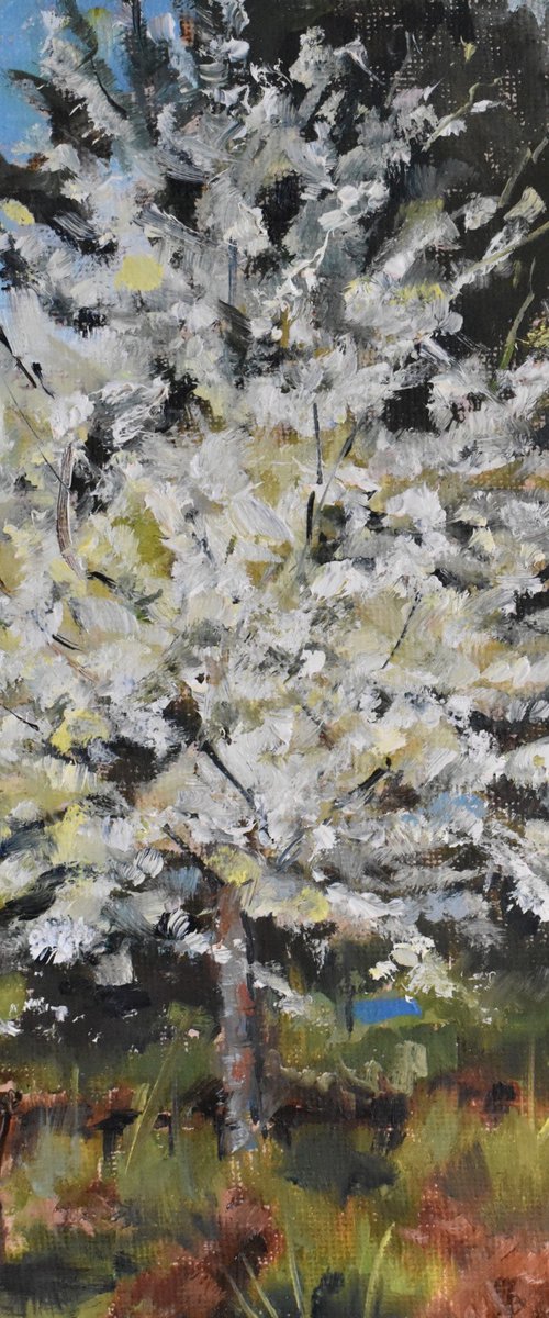 Blossom with a bench by Toni Swiffen