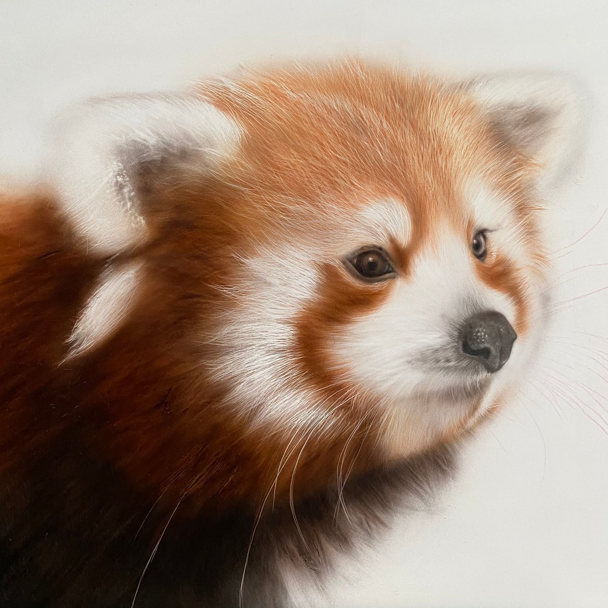Red panda by Dolgor Dugarova
