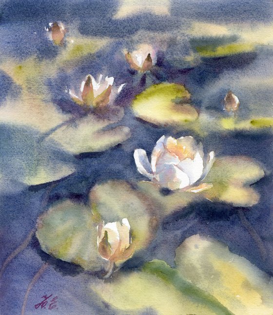 Water lilies in watercolor, White flowers of the river