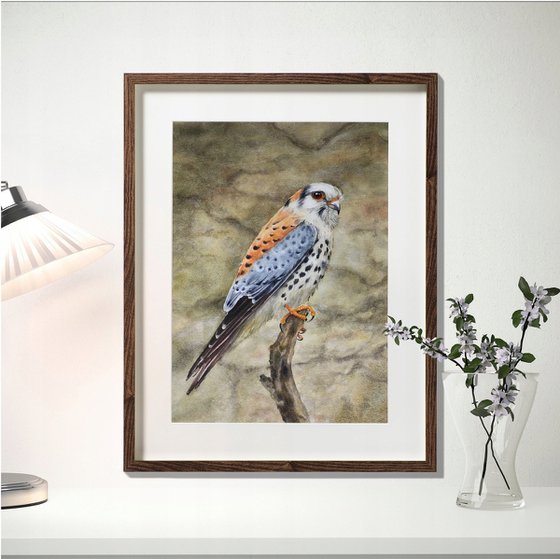 American Kestrel - Sparrow Hawk